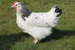 Poules pondeuses Sussex et autres - œufs directs - 0472/51.0, Animaux & Accessoires, Poule ou poulet