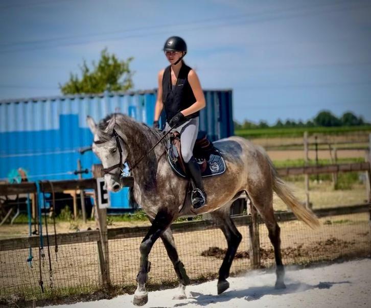 Lesgever springen aangeboden, Dieren en Toebehoren, Pony's