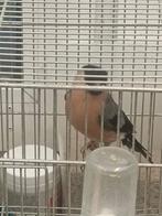 Bouvreuil en mutation brun pastel 2023, Animaux & Accessoires, Oiseaux | Oiseaux Autre, Domestique, Oiseau chanteur sauvage, Mâle