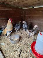 Java krielen citroen porselein 1 haan met 3 hennen, Animaux & Accessoires