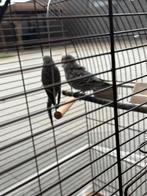 Grasparkieten: met kooi, Dieren en Toebehoren