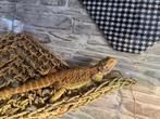 Vrouwelijke baardagaam te koop met groot terrarium + spullen, Dieren en Toebehoren, Hagedis, Met terrarium, 0 tot 2 jaar