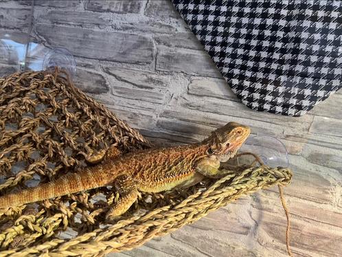 Vrouwelijke baardagaam te koop met groot terrarium + spullen, Dieren en Toebehoren, Reptielen en Amfibieën, Hagedis, 0 tot 2 jaar