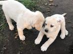 Labrador pups mogen vanaf deze week het nest verlaten., Dieren en Toebehoren, Honden | Retrievers, Spaniëls en Waterhonden, België