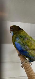 Rosellas zwart pastel split blauw en cinnamon kans zwart, Dieren en Toebehoren, Vogels | Parkieten en Papegaaien