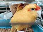 Gele kanarie s, Dieren en Toebehoren, Vogels | Kanaries