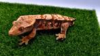 Wimpergekko crested gecko RTB