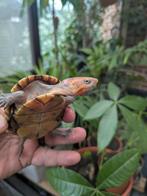 Kinosternon cruentatum, Dieren en Toebehoren, Schildpad, 3 tot 6 jaar