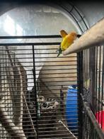 Agapornis roseicollis, Dieren en Toebehoren, Vrouwelijk, Dwergpapegaai of Agapornis, Geringd