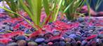 Crevettes "Red Cherry" (Neocaridina Davidi), Animaux & Accessoires, Enlèvement, Neuf, Autres types