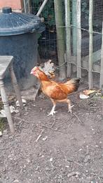 2 jonge krielhaantjes, Dieren en Toebehoren