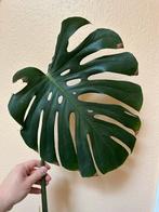 Bouture Monstera Deliciosa, Maison & Meubles, Plantes d'intérieur, Autres espèces, Moins de 100 cm, Enlèvement, Plante verte