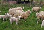 Agnelle Swifter voor begrazing of voor de fokkerij, Vrouwelijk, Schaap, 0 tot 2 jaar