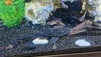 3 grote pleckto s te ruil, Dieren en Toebehoren, Vissen | Aquariumvissen
