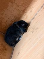 Leeuwkopje voedster, Dieren en Toebehoren, Konijnen