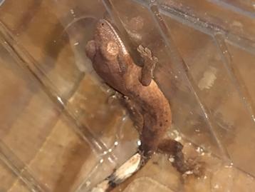 bebe gecko a crete red phantom possible dalmacien