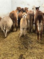 Alpaca’s, Dieren en Toebehoren, Overige Dieren, Meerdere dieren