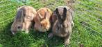 Dwergkonijntjes, Dieren en Toebehoren, Mannelijk, Dwerg, 0 tot 2 jaar