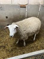 Schapen, Dieren en Toebehoren, Mannelijk, Schaap, 0 tot 2 jaar