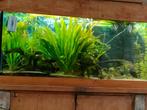 amazoneplant en vallisneria, Poisson, Poisson d'eau douce