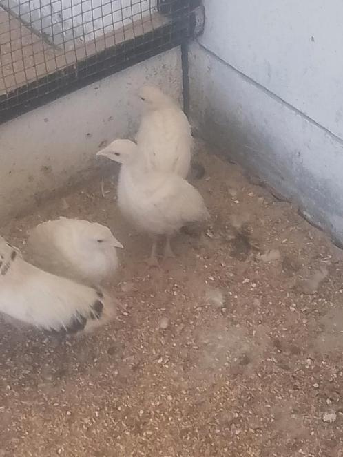 Kalkoen kuikens, Dieren en Toebehoren, Pluimvee, Kalkoen, Geslacht onbekend