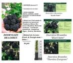 DOORNLOZE BRAAMBESSEN (Zwarte Frambozen) (totaal doornloos), Vaste plant, Fruitplanten, Ophalen of Verzenden, Lente