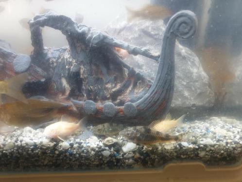 Te koop mooie corrydora's Albino en Paleatus !!, Dieren en Toebehoren, Vissen | Aquariumvissen
