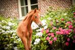 Arabisch volbloed hengstveulen, Dieren en Toebehoren, Paarden, Hengst