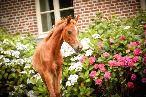 Arabisch volbloed hengstveulen, Animaux & Accessoires, Chevaux, Étalon