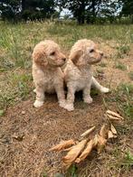 Mooie medium Labradoodle!, Dieren en Toebehoren, België, CDV (hondenziekte), 8 tot 15 weken, Labrador retriever