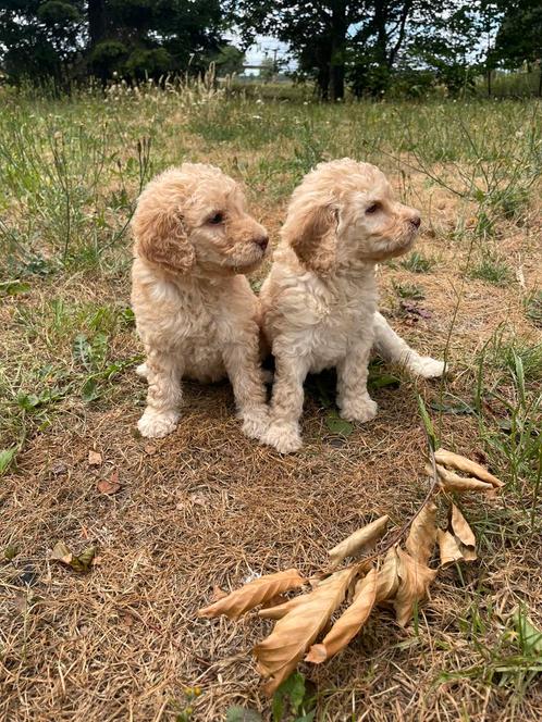 Mooie medium Labradoodle!, Dieren en Toebehoren, Honden | Retrievers, Spaniëls en Waterhonden, Meerdere dieren, Labrador retriever