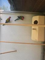 Rosella parkieten, Dieren en Toebehoren, Vogels | Parkieten en Papegaaien, Parkiet