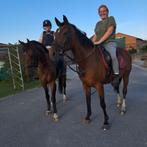 23 jarige recreatieve merrie, Dieren en Toebehoren, Merrie