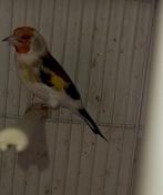 Distelvink 2024, Dieren en Toebehoren, Vogels | Overige Vogels