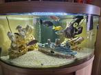 aquarium, Dieren en Toebehoren, Ophalen, Zo goed als nieuw, Gevuld zoetwateraquarium