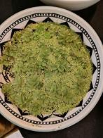 Vlotvarkentje of salvinia, Offres d'emploi, Emplois | Horeca & Traiteurs