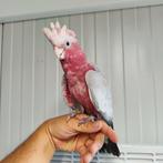 super tamme rose kaketoe, Dieren en Toebehoren, Vogels | Parkieten en Papegaaien, Meerdere dieren, Papegaai, Geringd