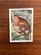 Beschermde Zoogdieren In Belgisch Congo  Nr. 6 roode colobus, Ophalen of Verzenden, 1940 tot 1960, Ongelopen, Vogel