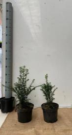 Taxus baccata , Groenblijvende haagplant, Jardin & Terrasse, Plantes | Jardin, Plein soleil, Enlèvement ou Envoi