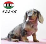 Langharige Teckel (teefje, merle) pup te koop, 15 weken tot 1 jaar, Handelaar, Buitenland, Dwerg