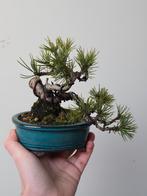 Prachtige shonin Japanse zwarte den, Tuin en Terras, Ophalen