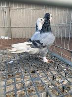 Mooi duiven takla ala, Dieren en Toebehoren