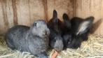 Vlaamse reuzen (moeren), Dieren en Toebehoren, Konijnen