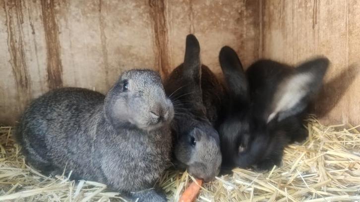 Vlaamse reuzen (moeren), Dieren en Toebehoren, Konijnen