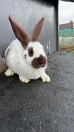 lapin géant papillon français, Animaux & Accessoires, Femelle