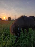 Bruine mini shetland, Dieren en Toebehoren, Hengst, Gechipt, 3 tot 6 jaar