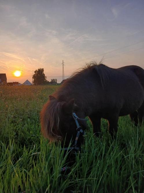 Bruine mini shetland, Dieren en Toebehoren, Pony's, Hengst, 3 tot 6 jaar, Met stamboom, Gechipt, Ontwormd