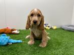 Engelse Cocker Spaniel pups, België, 8 tot 15 weken, CDV (hondenziekte), Meerdere
