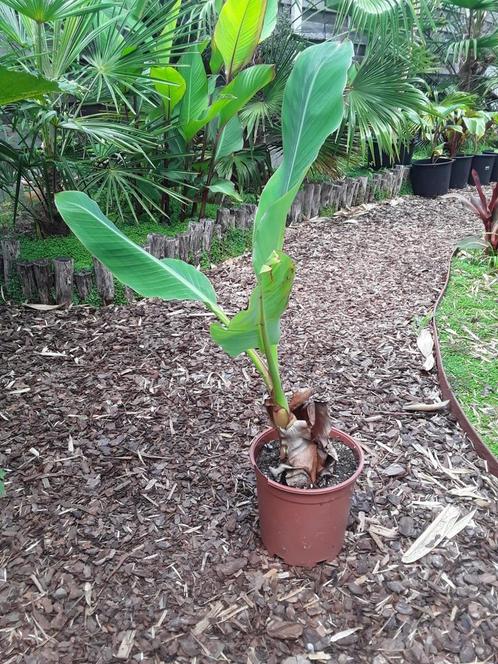 Gouden lotusbanaan, Tuin en Terras, Planten | Tuinplanten, Ophalen of Verzenden