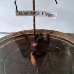 ODONTOLABIS ELEGANS  2 kevers onder globe, Verzamelen, Verzenden, Gebruikt, Overige soorten, Opgezet dier